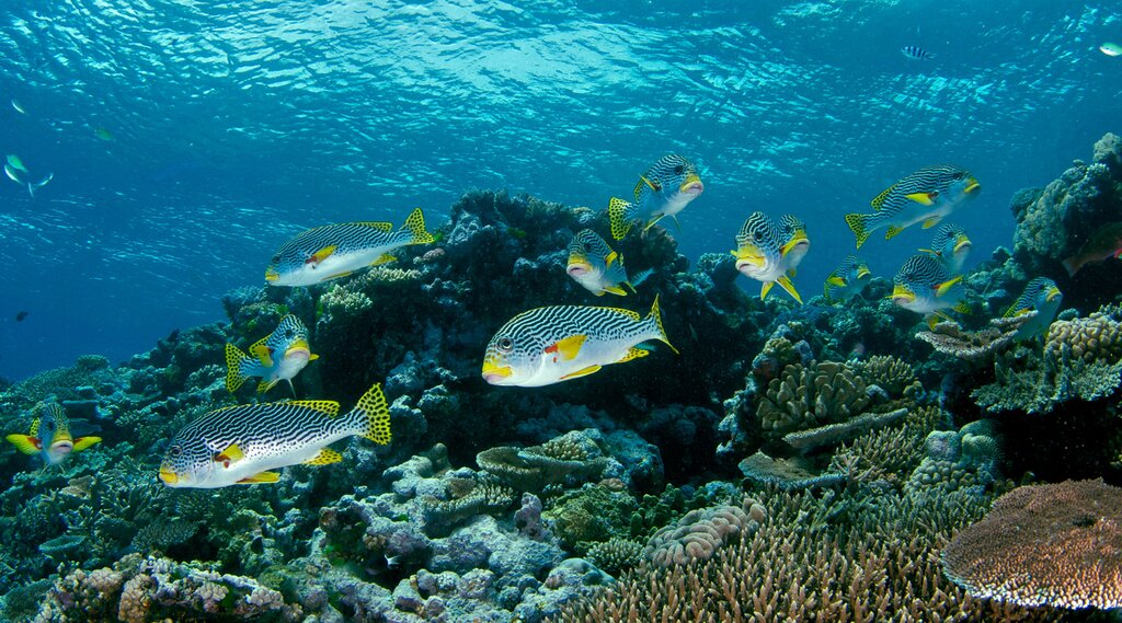 Scuba Diver viewing Coral at the Great Barrier Reef