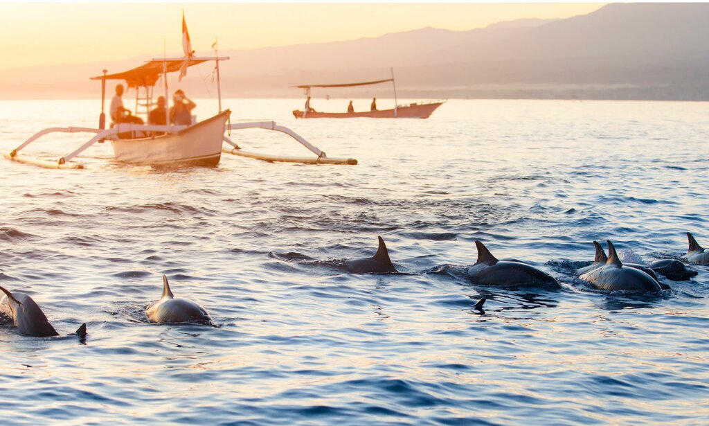 Dolphin Tour Lovina