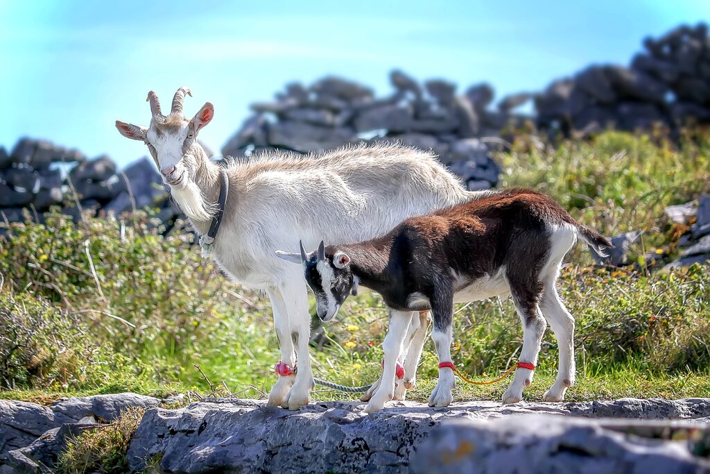 Goats Aran Islands