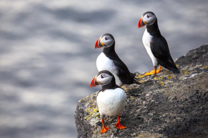 Westman Island Puffins