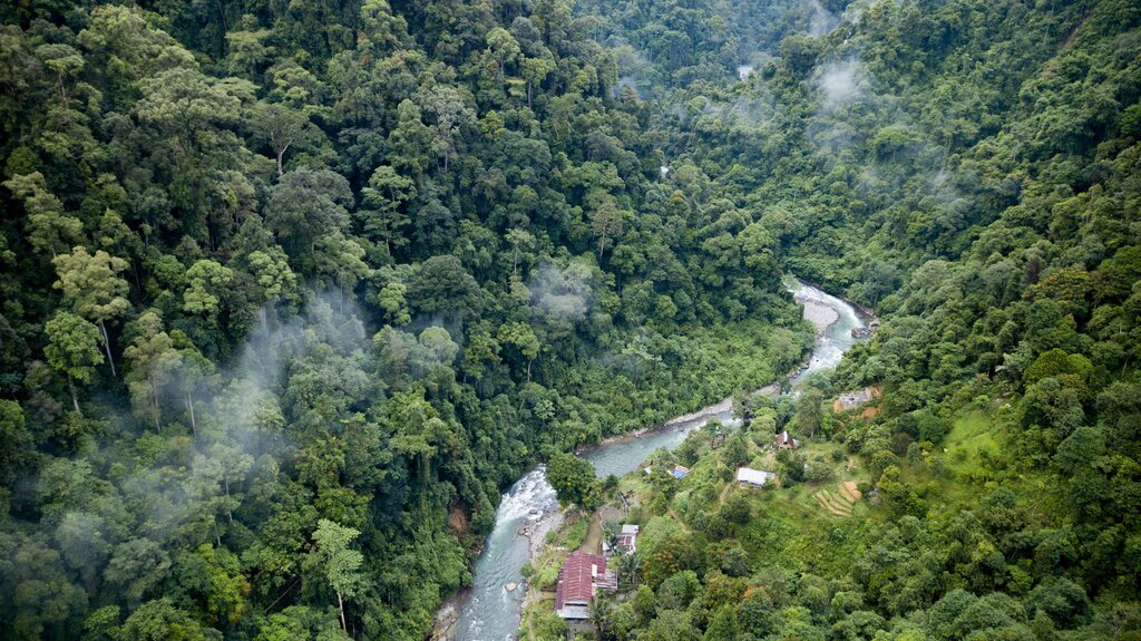 Aerial view of the Sumatran jungle