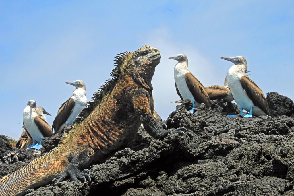 Iguanas and Blue Footed Boobies