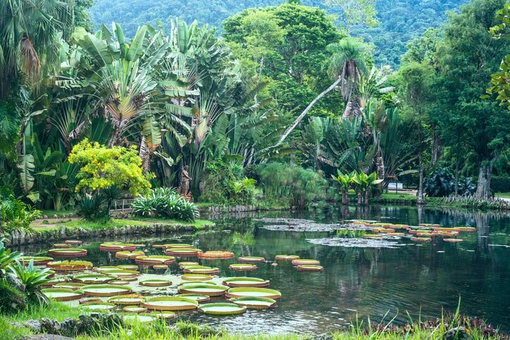 The botanical garden of Rio de Janeiro