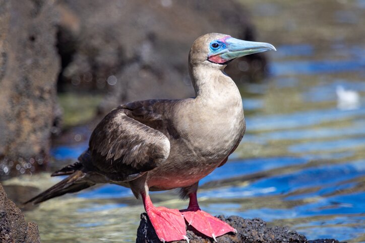 Red-footed booby