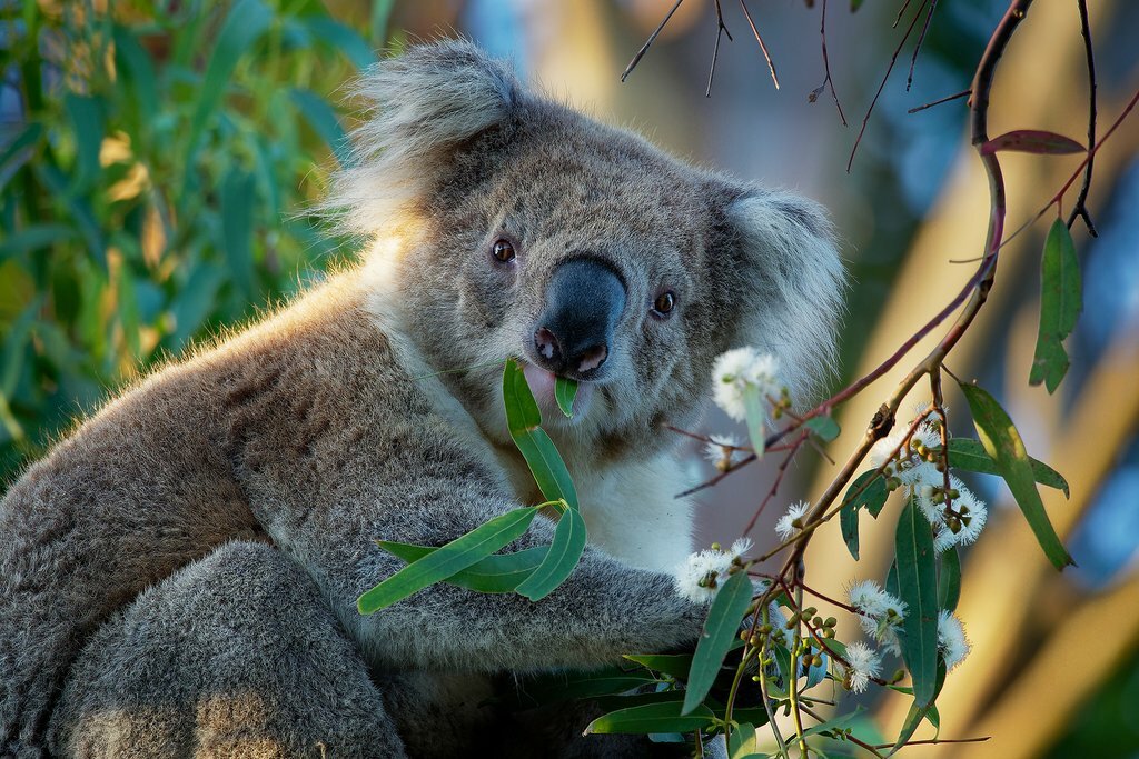 Koala in a tree