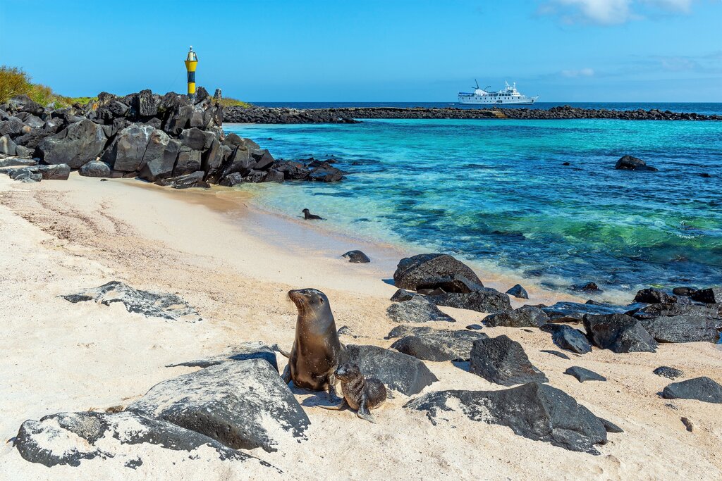 A Galápagos seal