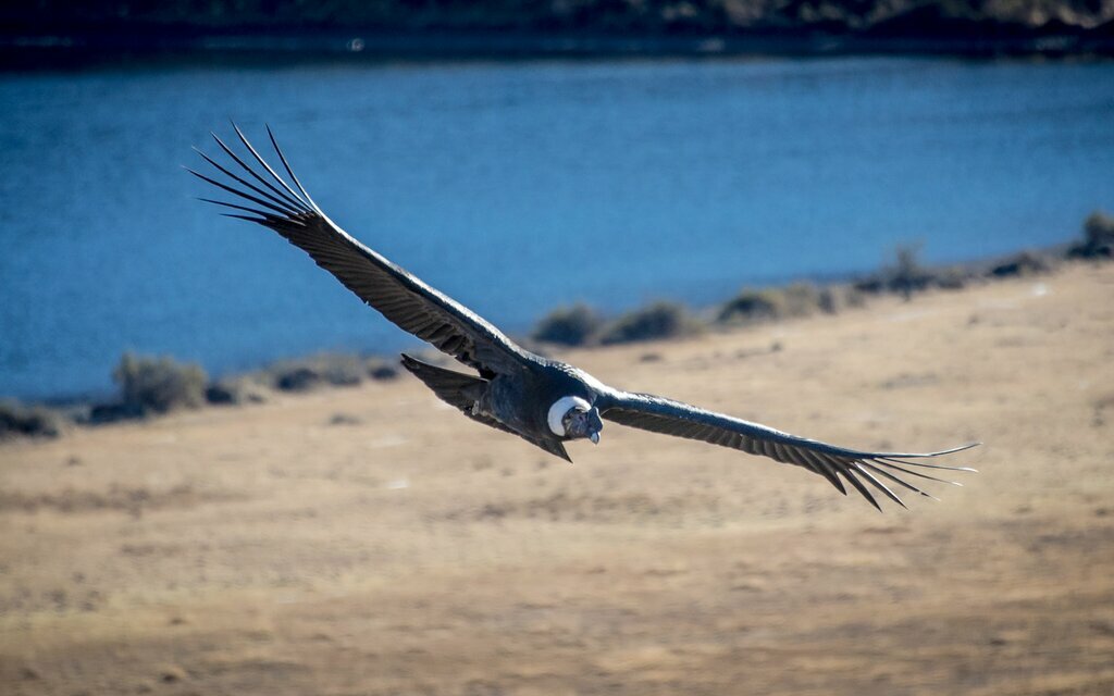 Trekking and Condor Watching