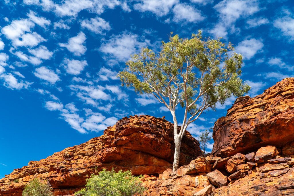 Follow the Kings Canyon / Watarrka Rim Walk in the Northern Territory outback