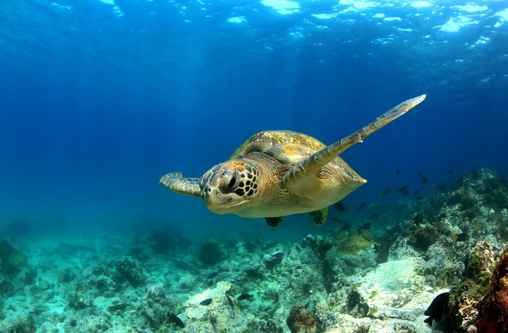 Swim with sea turtles at Los Túneles