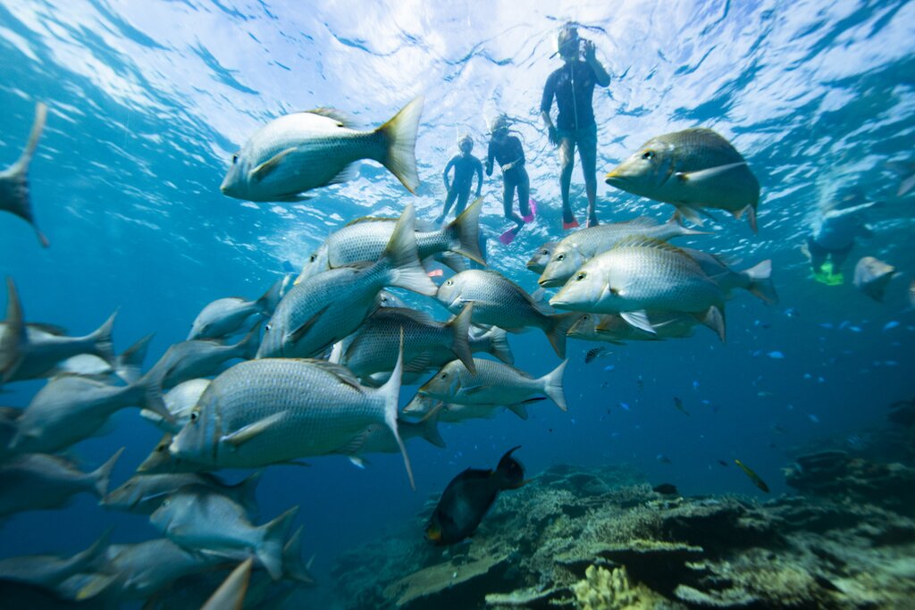 Full Day Outer Reef Mackay Coral Cay