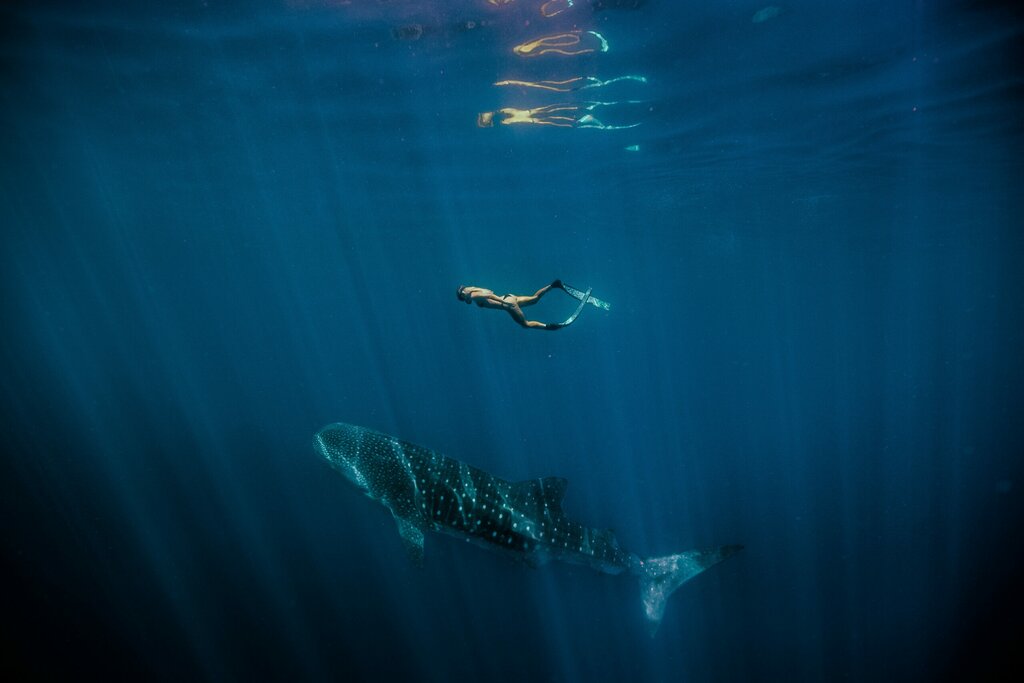 Ningaloo Reef Whale Shark Swim