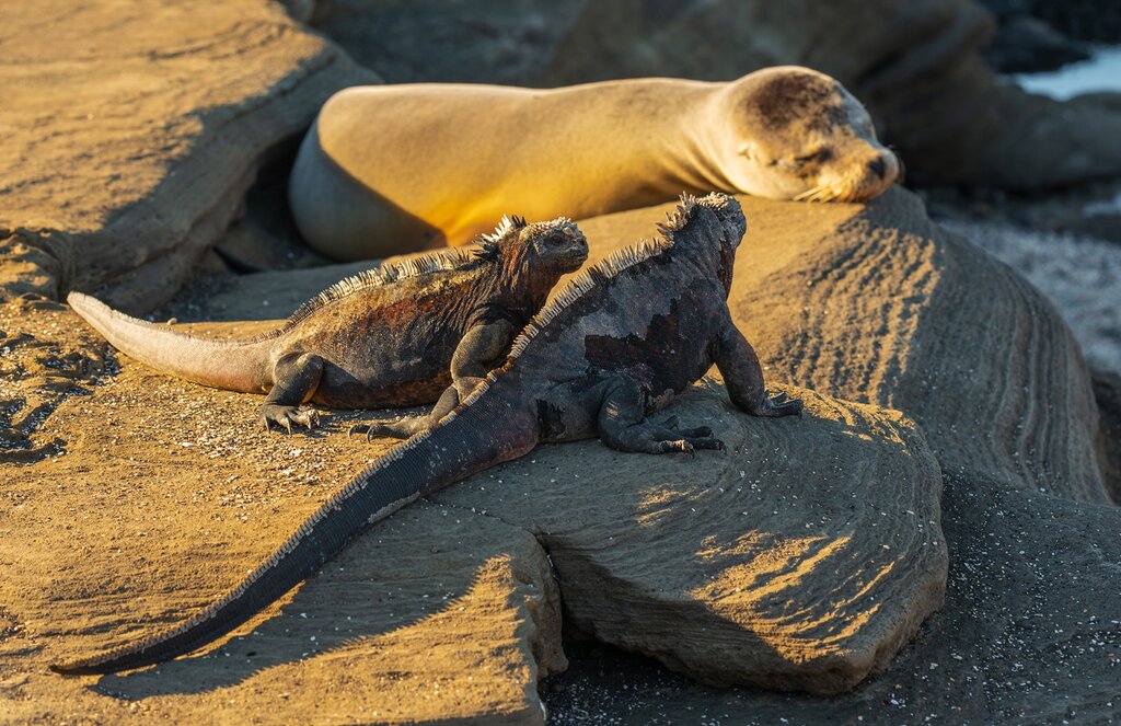It's time to say goodbye to your new pals