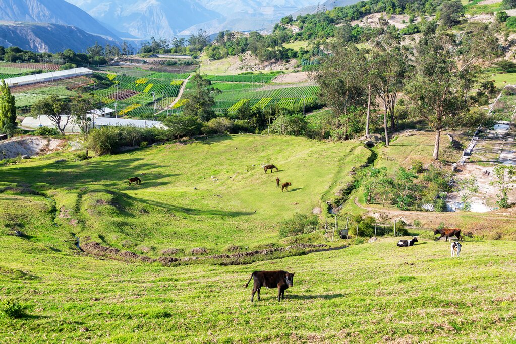 Pasture with cow, horses and plants in Ecuador