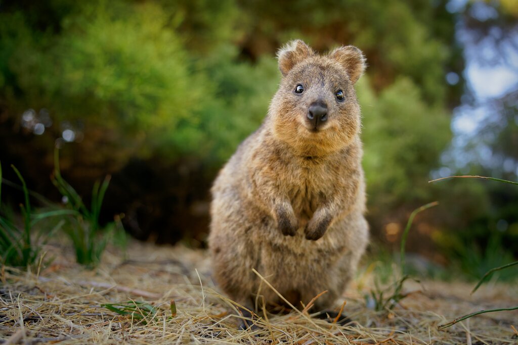 Rottnest Island quokka