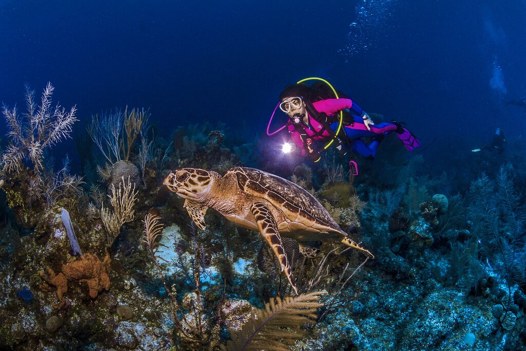 Go diving with sea turtles