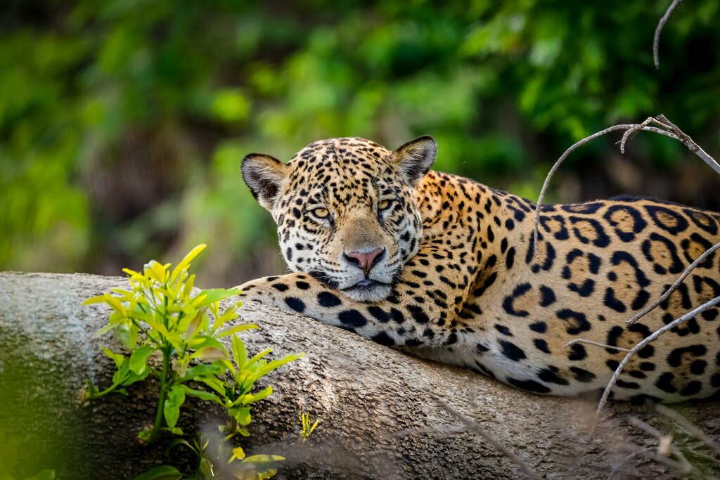 You might just glimpse a jaguar