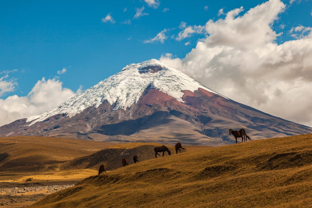 Cotopaxi volcano with horses on a slope in the foreground