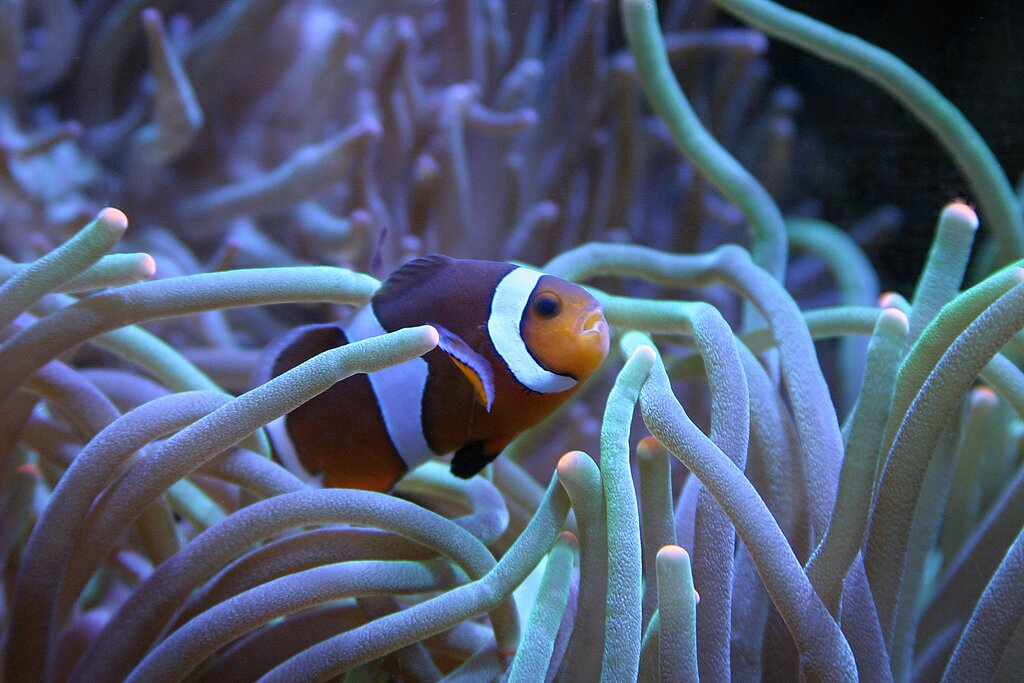 Ocellaris clownfish at The Aquarium of Western Australia