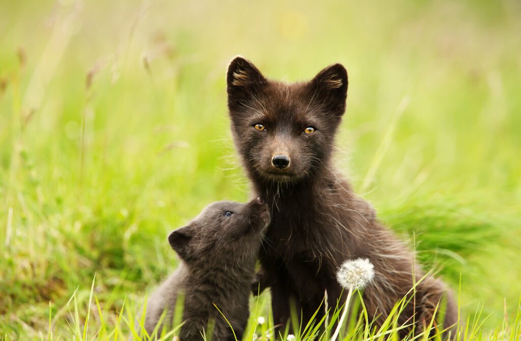 Extremely cute arctic foxes