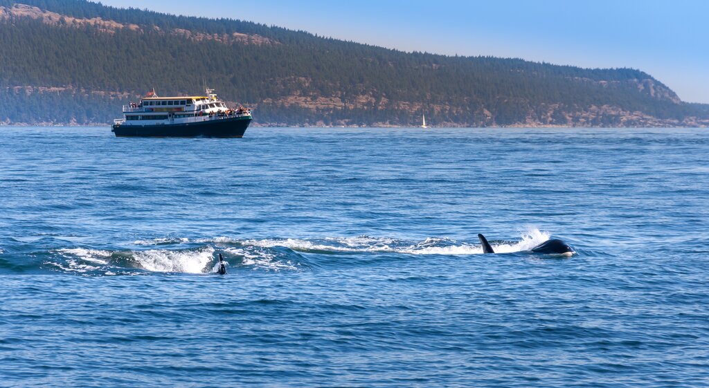 Orcas in front of a whale watching tour boat
