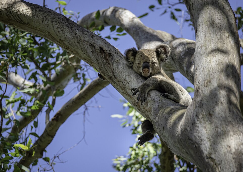 Koala