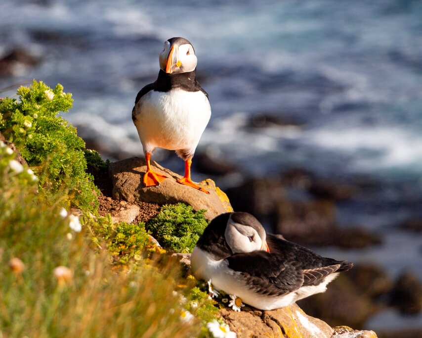 Puffins in Látrabjarg