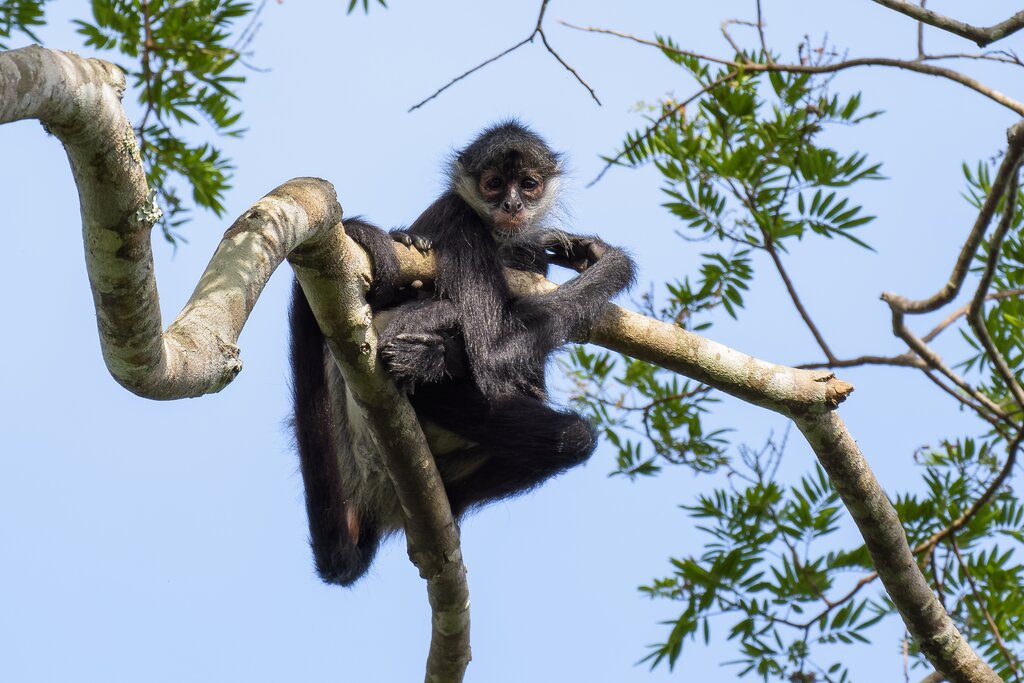 Spider Monkey