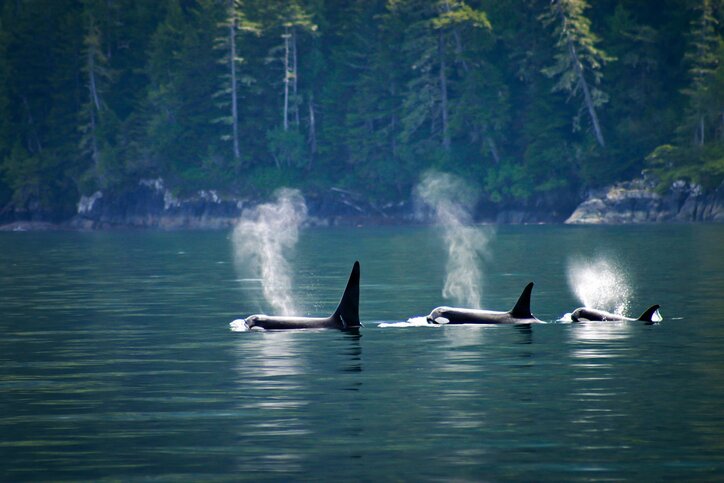 Explore British Columbia's Nature: Whistler, Ucluelet & Victoria - 7 Days