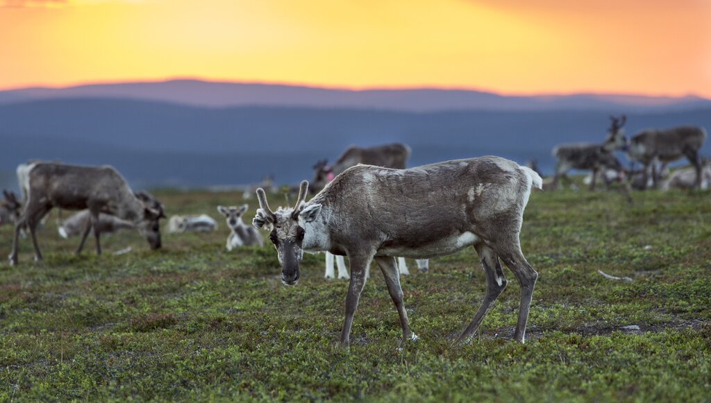scene of several reindeer grazing with a sunset in the background