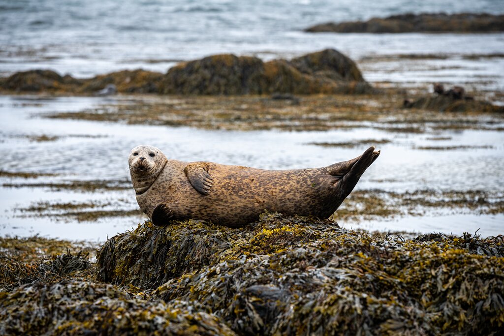 Seal