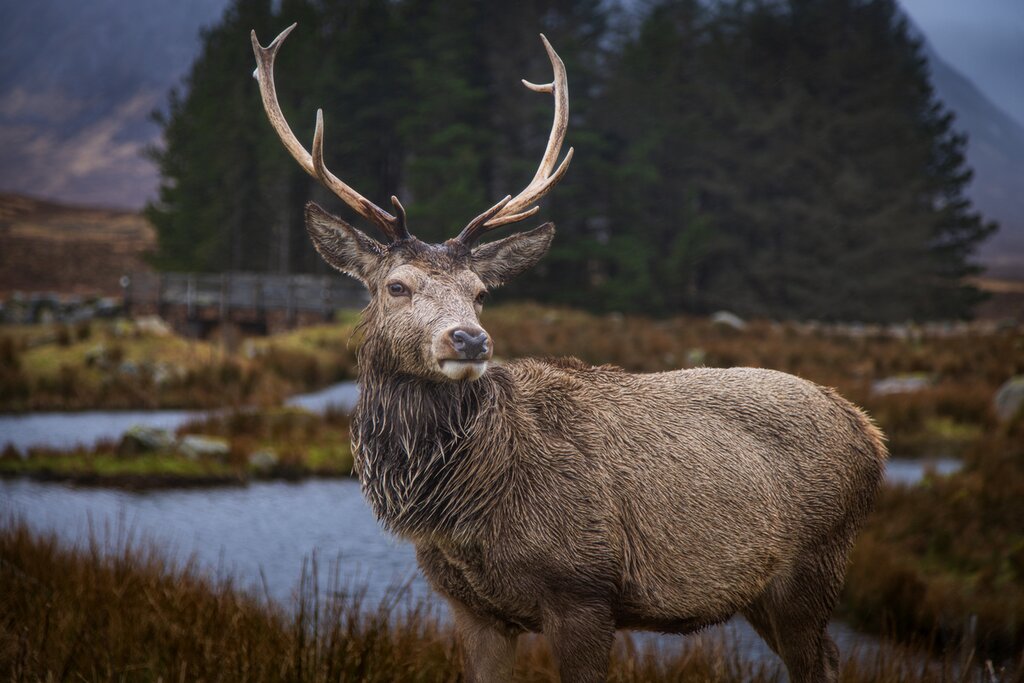 Cairngorms National Park Wildlife Tour with a Specialist