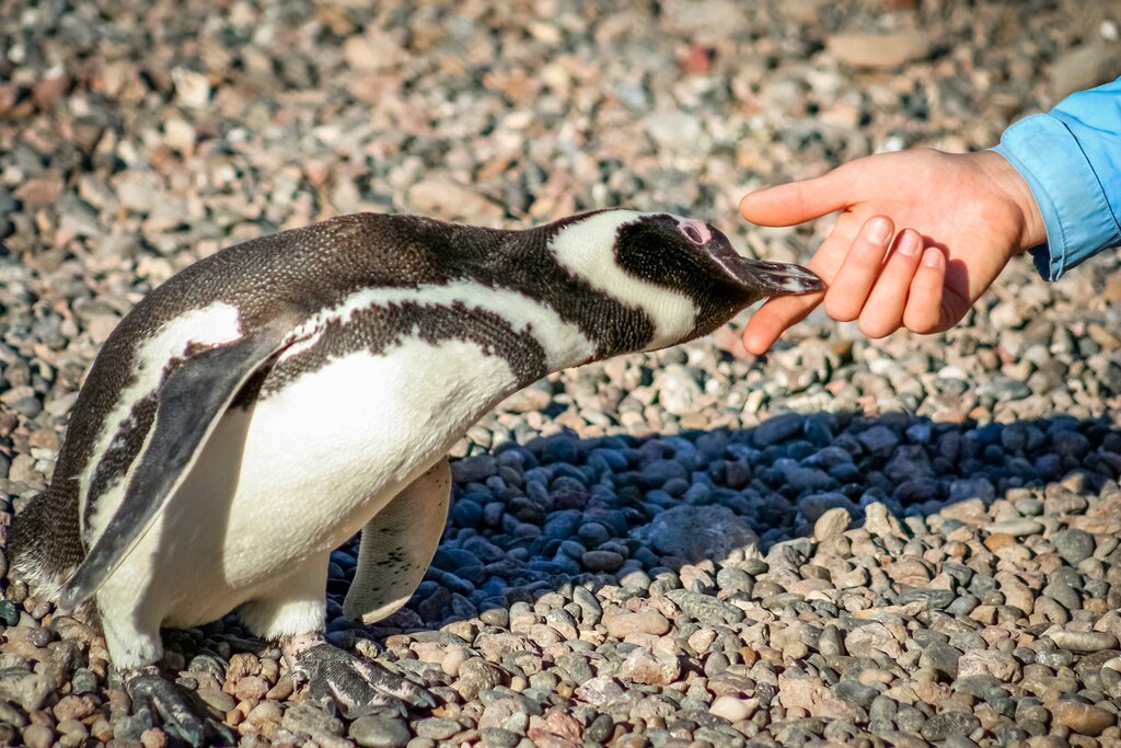 The kids will love the curious magellanic penguins