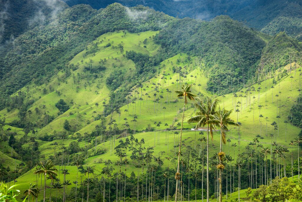 Cocora Valley,  Salento, & Coffee Farm Visit