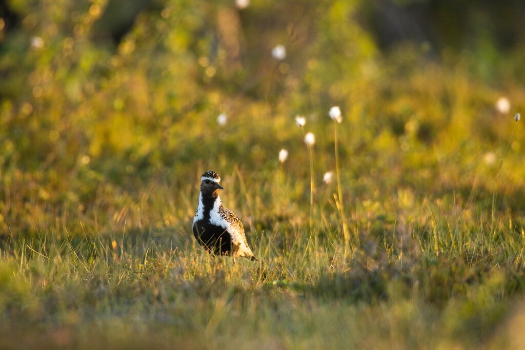 Keep an eye out for the European Golden Plover
