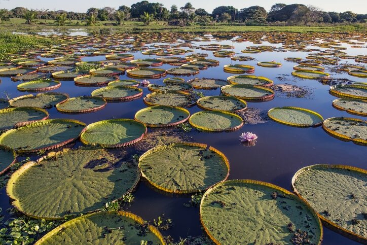 Take one last look at the spectacular scenery of the Pantanal