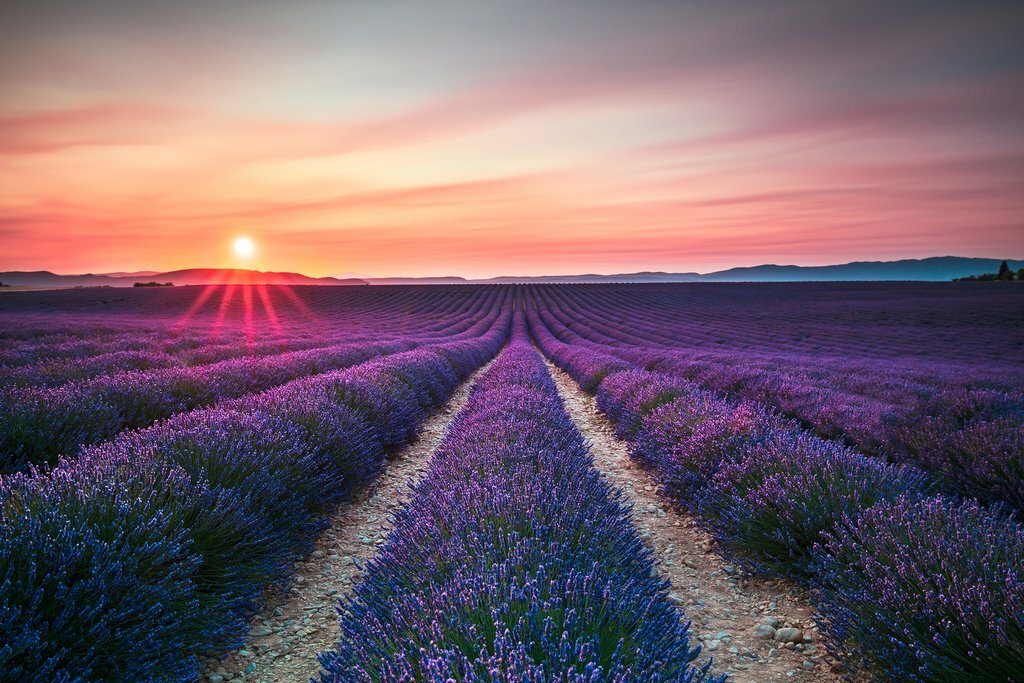 Drive through the lavender fields of Provence