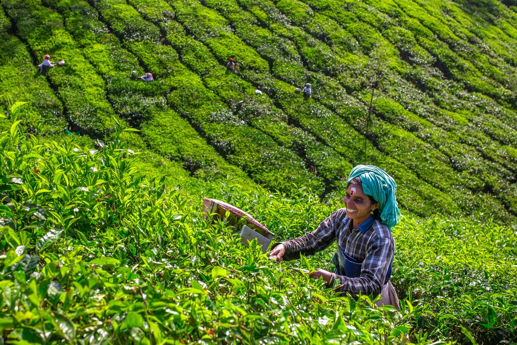 Tea garden of Munnar