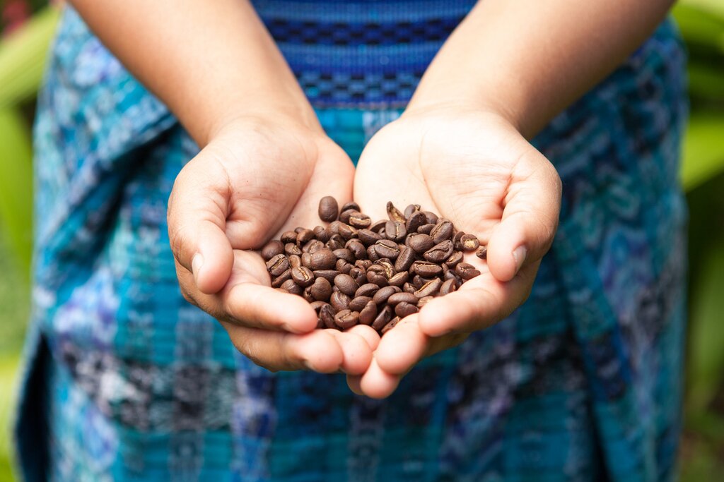 From the seed to the bean