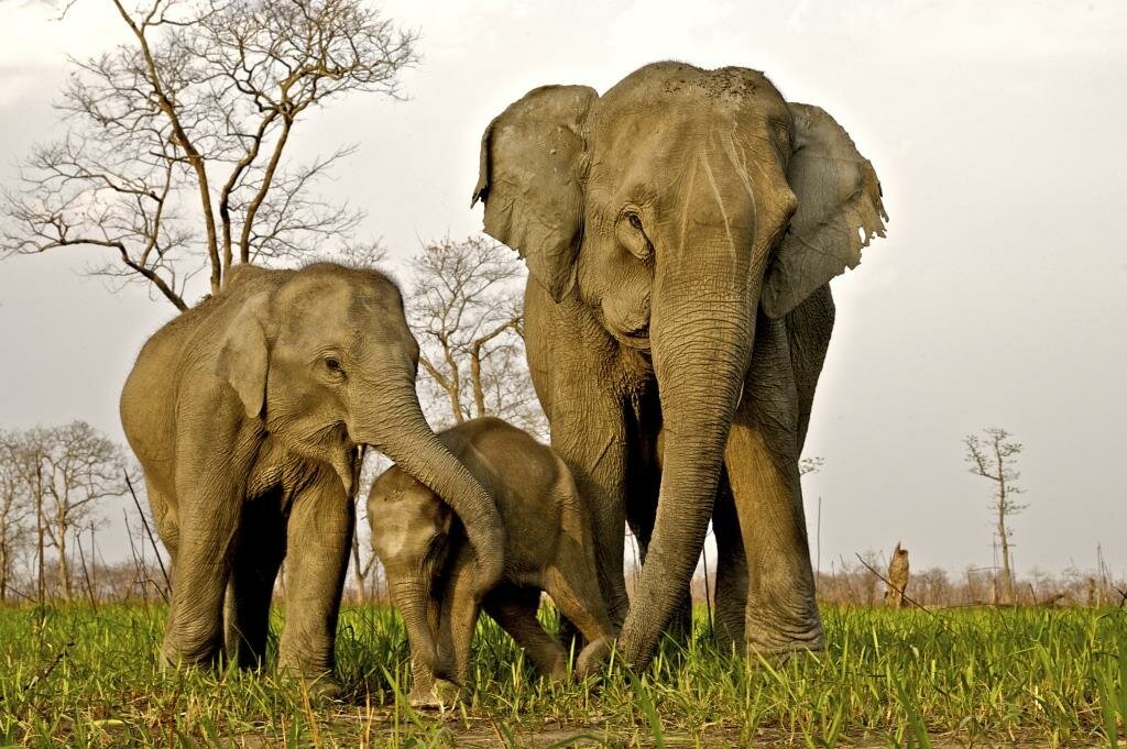 Elephants at Kaziranga National Park