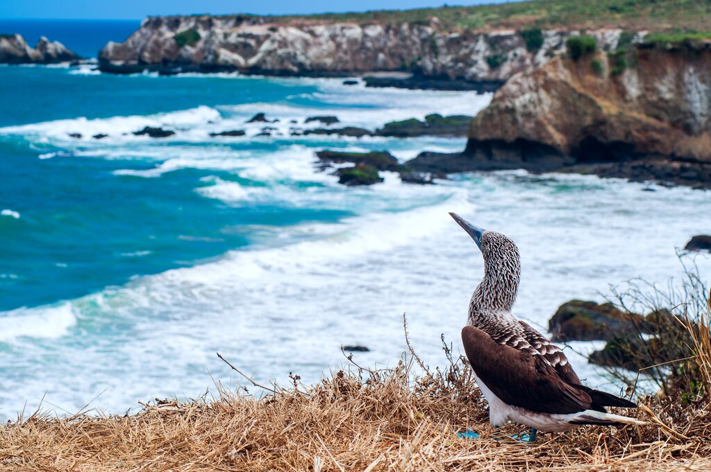 A blue footed booby on a cliffside of Isla de la Plata, Ecuador