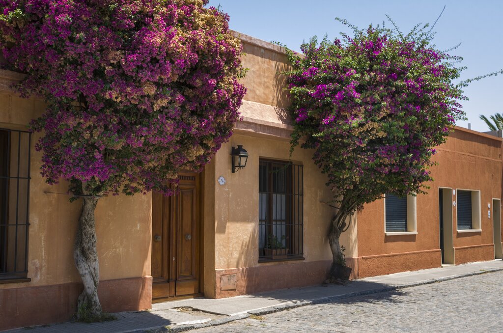 Purple trees bloom on either side of a doorway in a colonial style building in Colonia del Sacramento