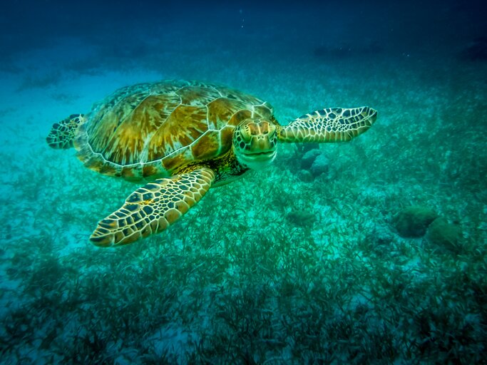 Snorkeling in the Belize Barrier Reef