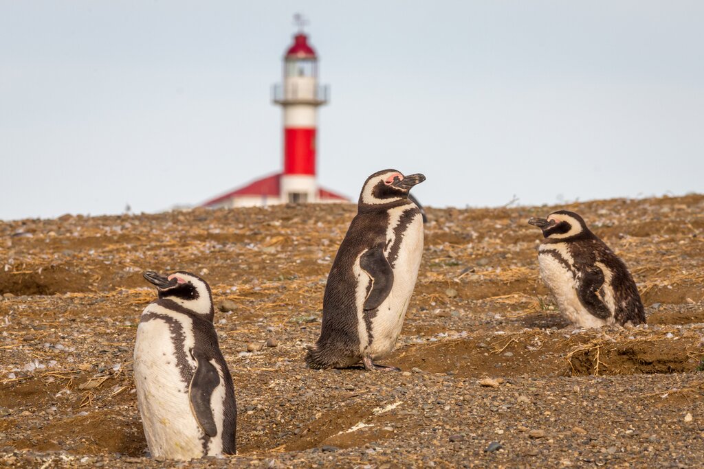 Make friends with the Magellanic penguins