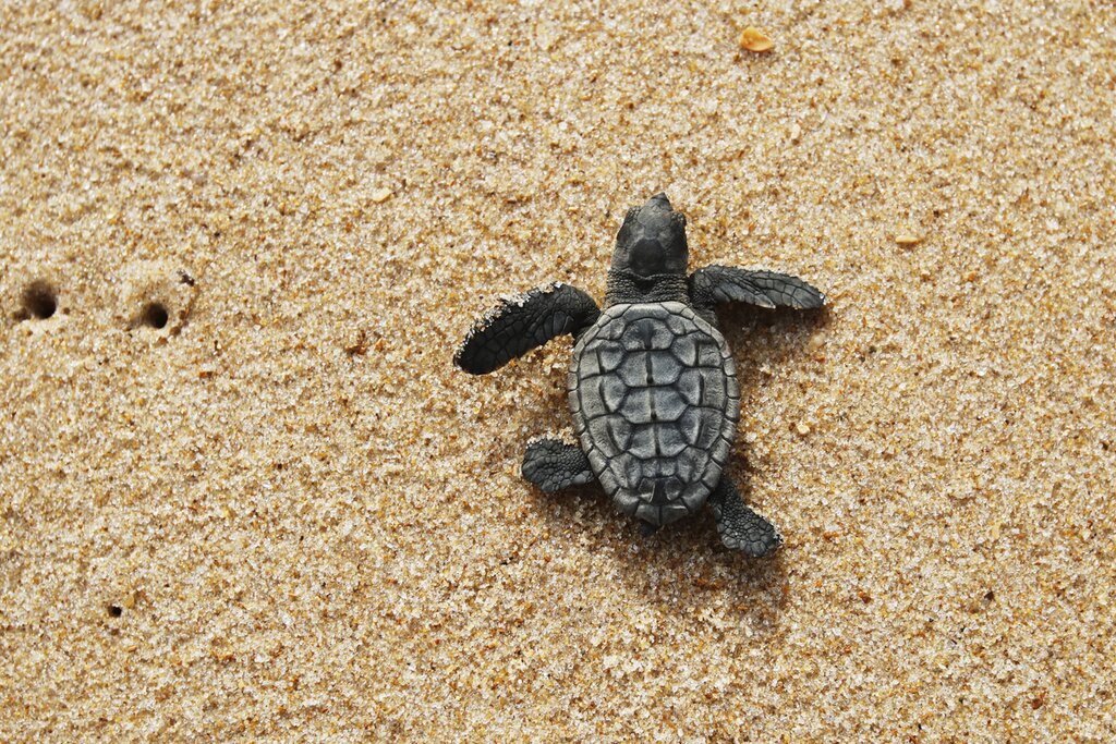 Sea turtle 