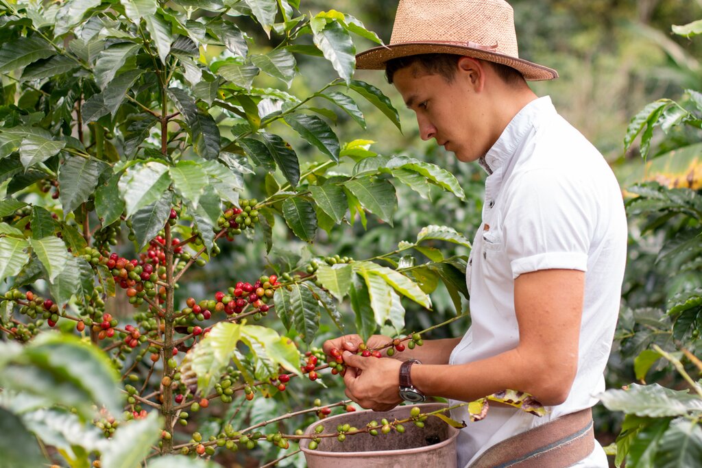 Go behind the scenes in the Zona Cafetera with private coffee farm experience