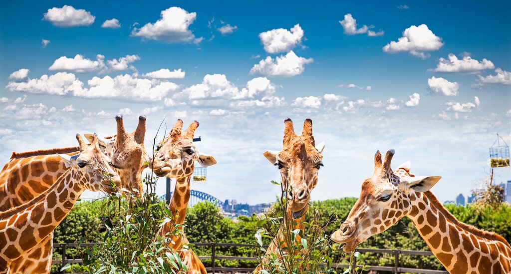 See the adorable koalas and other animals at Taronga Zoo