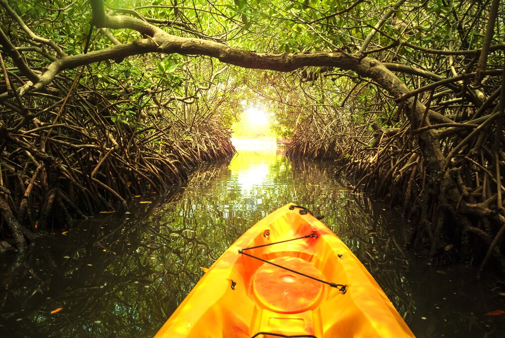 Enjoy a canoe ride through the mangroves