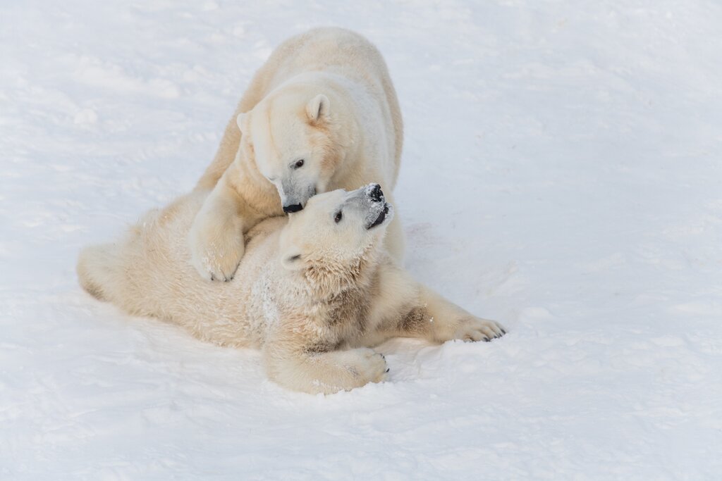 A photo of two small polar bears playing in the snow