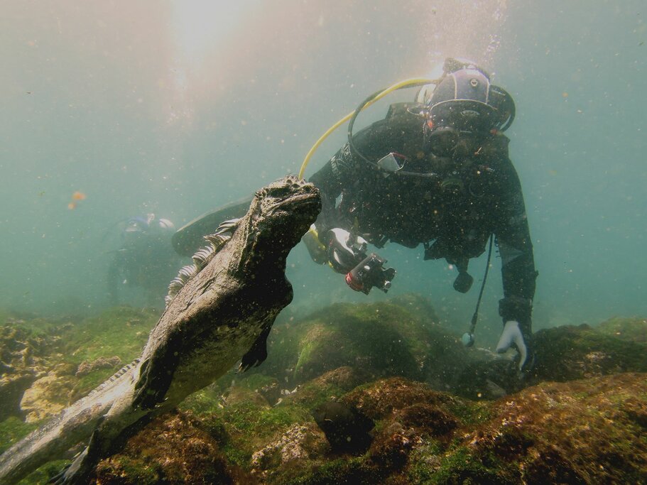 Diving with Marine Iguanas