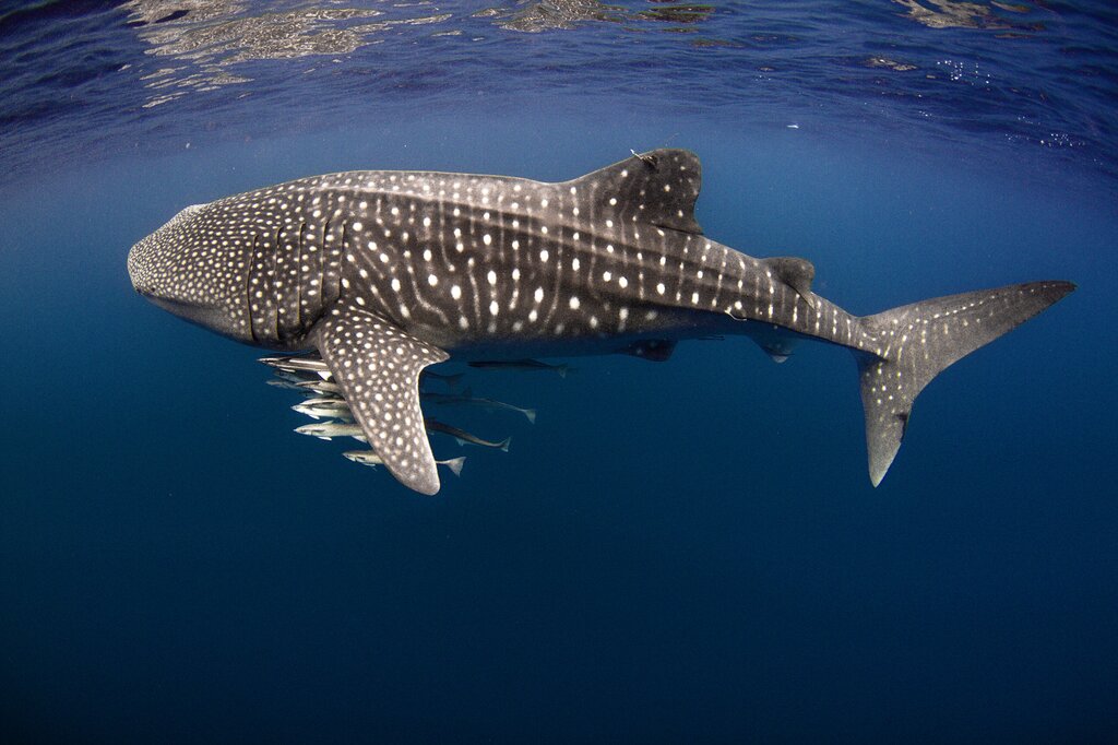 Swim with Whalesharks